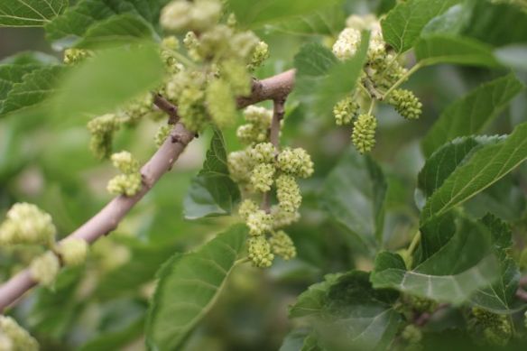 Mullbären är mogna och de finns överallt.