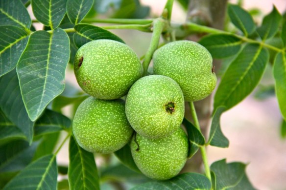 Valnötter dignar i vackra träd.