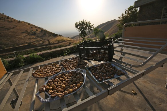 Fikon torkas i värmen.